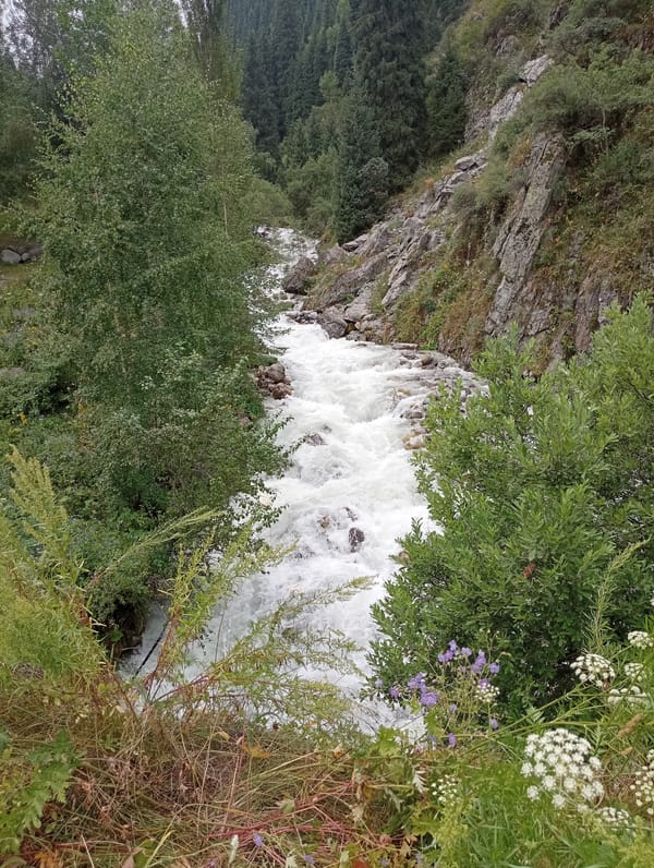 Whitewater river ripping through a forested mountain ravine