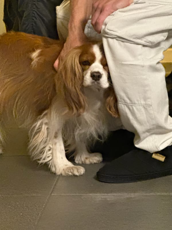 Man pets Cavalier King Charles Spaniel in Sofia