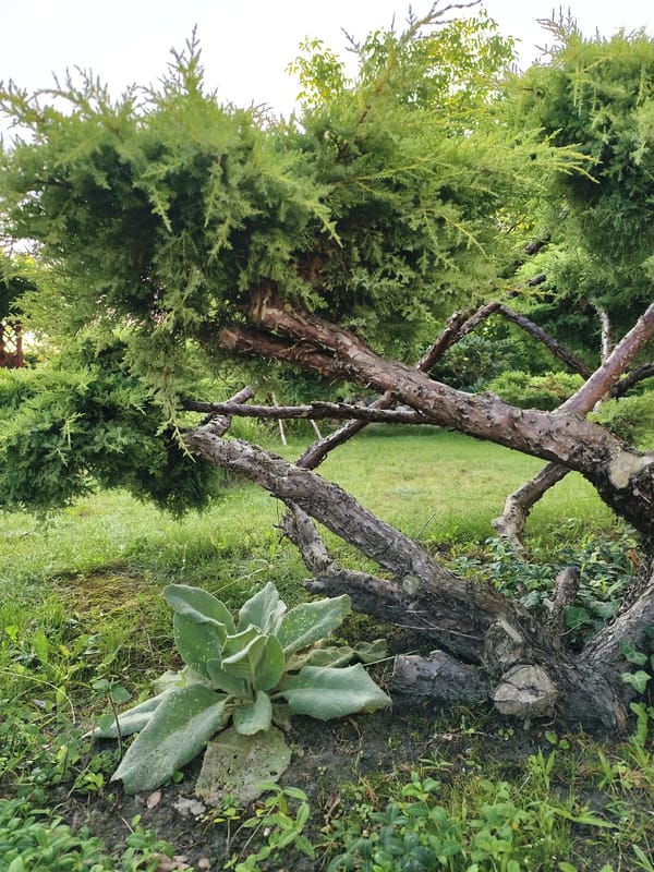 A slow August morning in a Tczew garden