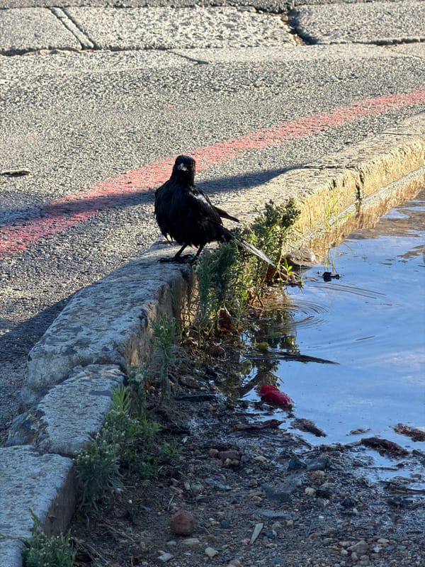 Recreational boats gather in Cape Town harbor waters