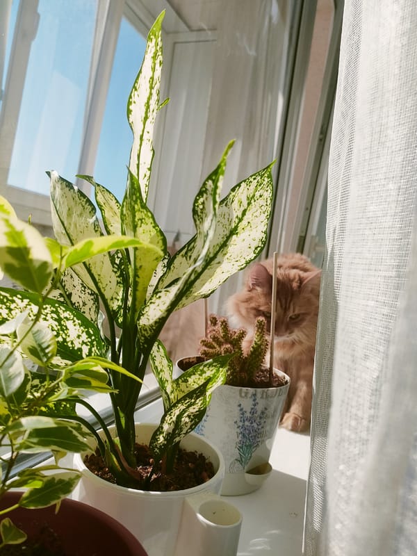 Orange cat enjoys morning sun on Ufa windowsill