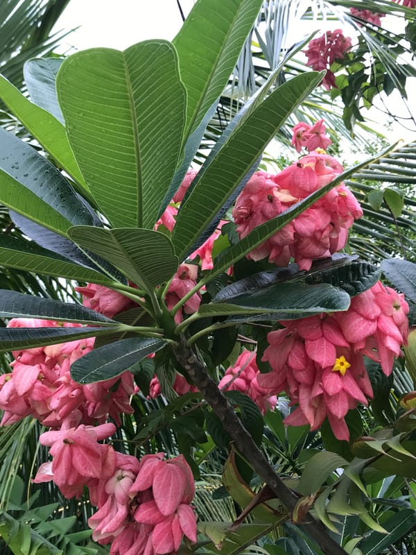Tropical temple grounds documented in Baan Mae Nam, Thailand