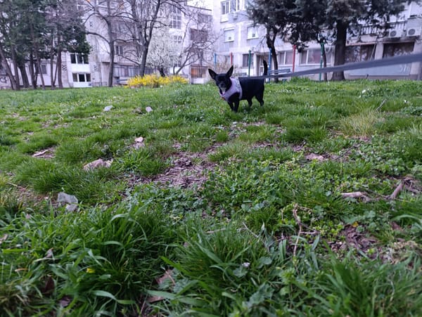 Small black dog on leash spotted in Haskovo park
