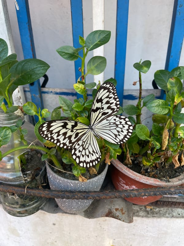 Butterflies and dog observed in Davao City residential setting