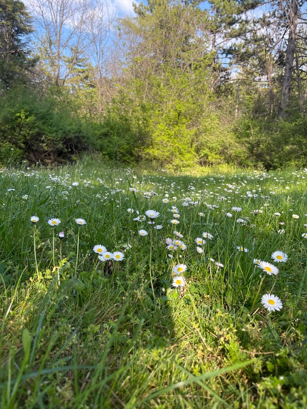 Spring blooms and landscapes documented in Haskovo, Bulgaria