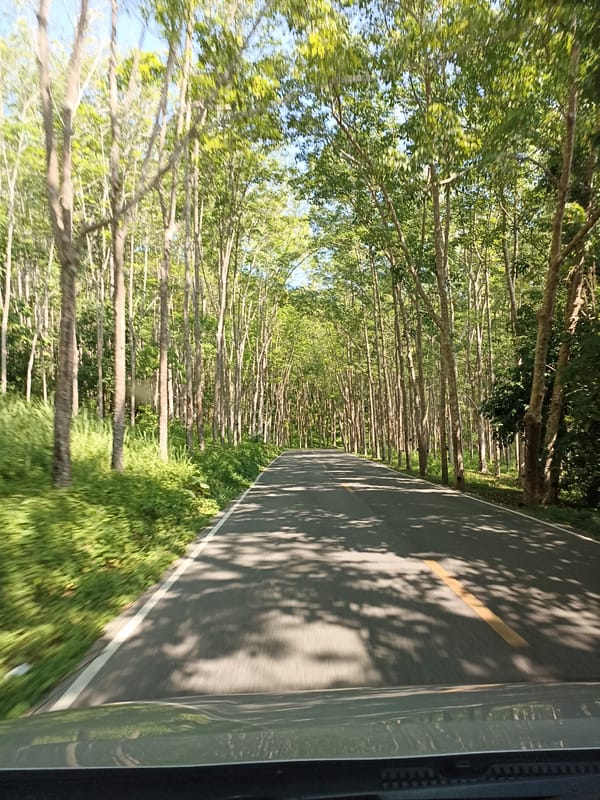 Vehicle travels through tree-lined road in Ban Pak Ra