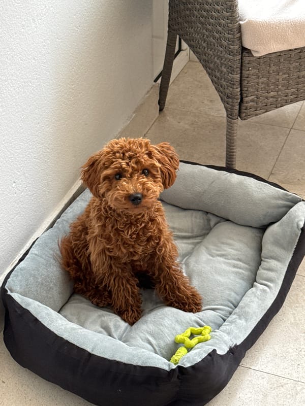 Poodle rests in dog bed in Miljevci, Montenegro