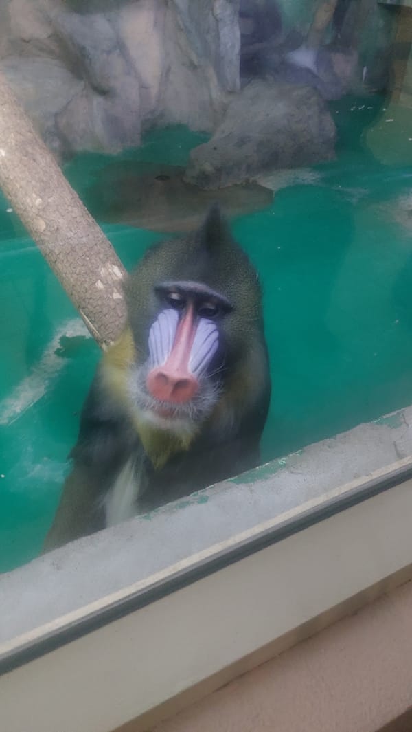 Morning animal activity documented at Novosibirsk Zoo