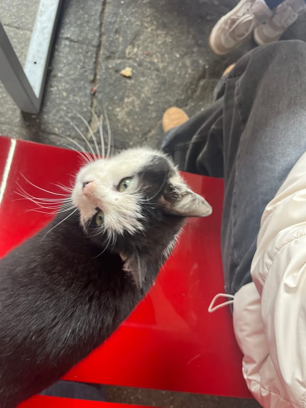 Cat sits beside person on red surface in Kazanlak