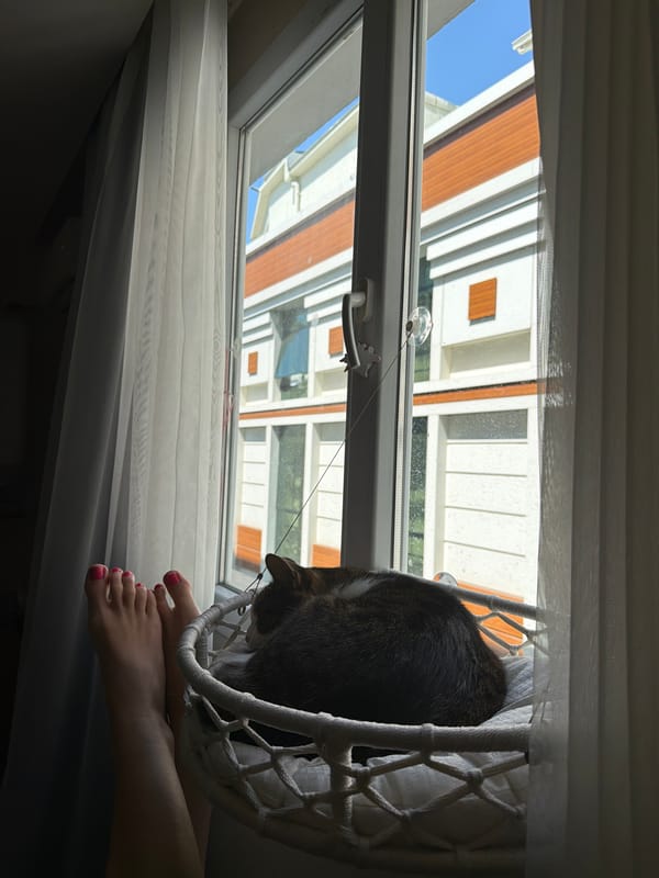 Cat napping in a macrame basket by an İzmir window