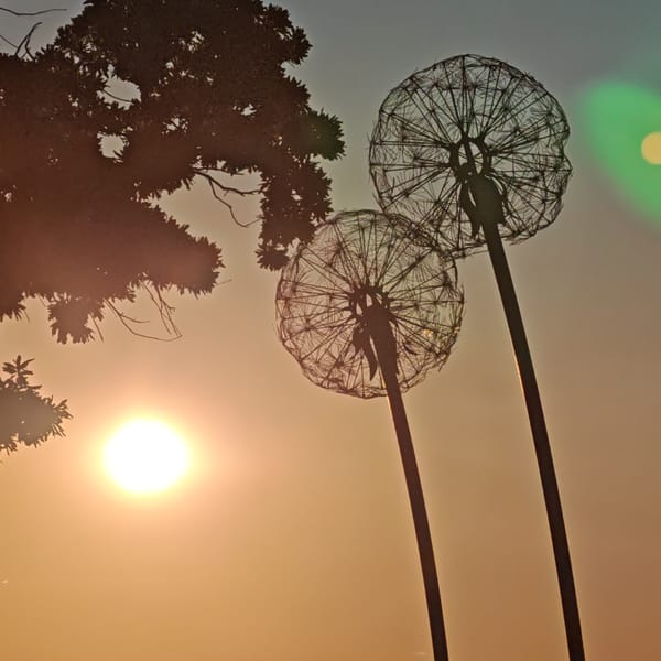 Sunset gathering documented along coastal promenade with sculptures, bicycle