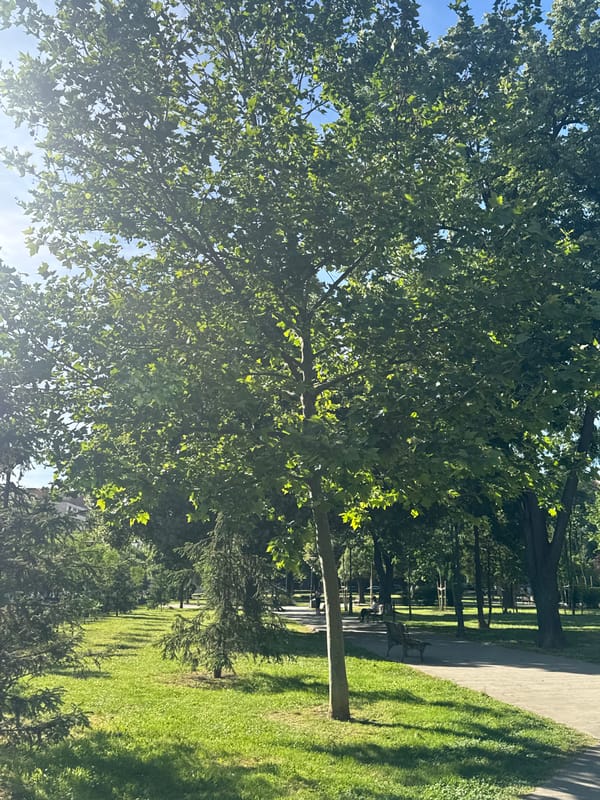 Afternoon stroll documented through Belgrade's Vracar district