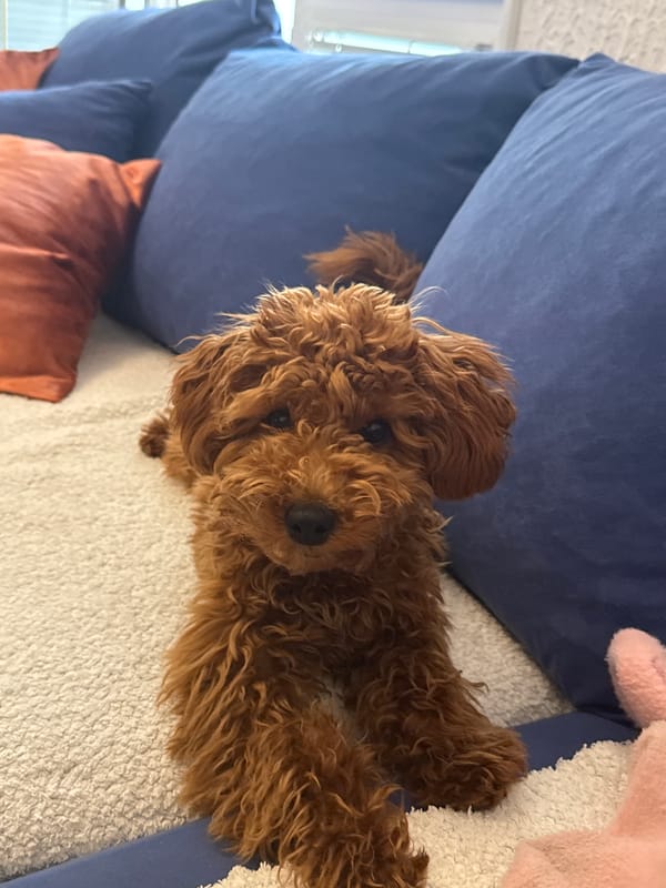 Small dog plays with toy on couch in Montenegro