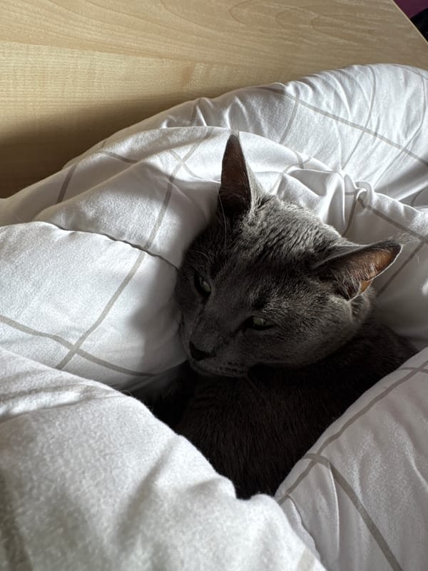 Grey cat rests on white bedding in Sofia home