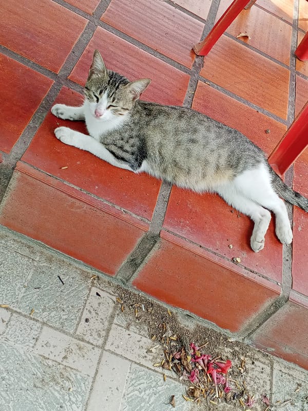 Domestic life documented in Tinaquillo home over seven minutes