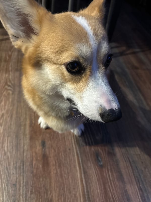 Corgi photographed indoors in Votkinsk, Russia