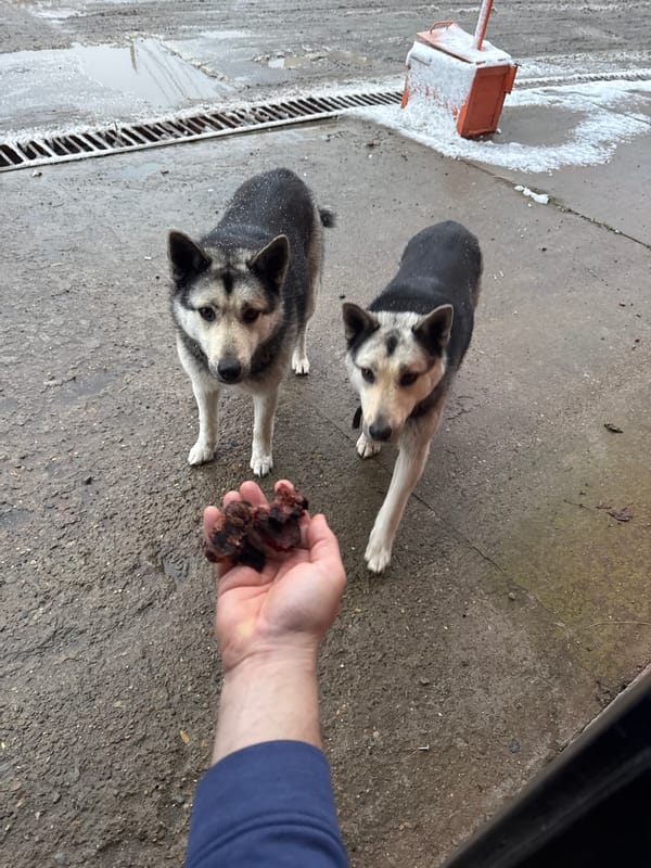 Spring scenes captured in Chaikovsky: dogs in alley, snowy riverfront