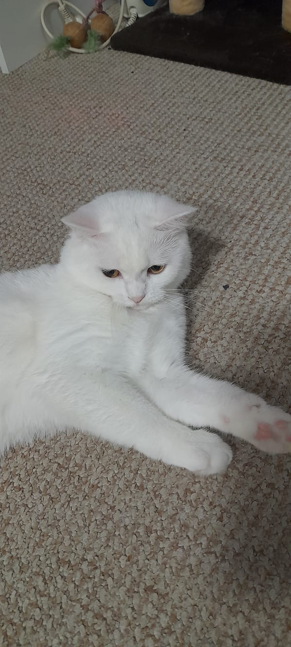 White cat lounging and stretching on a beige carpet indoors