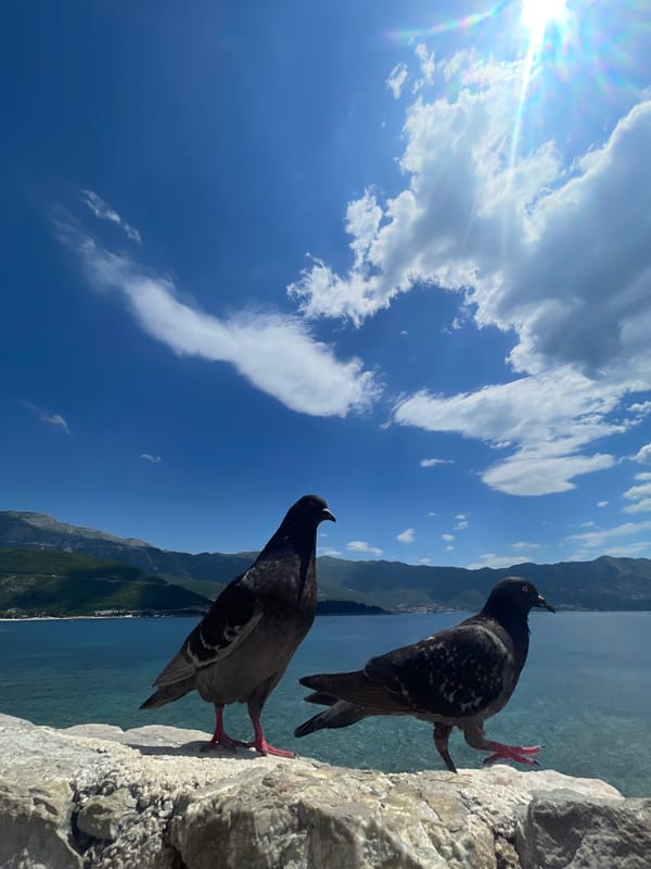 Urban life moments: pigeons, basketball, vintage car captured citywide