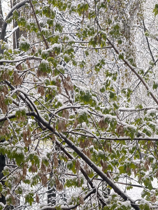 Late spring snow blankets trees in Moscow