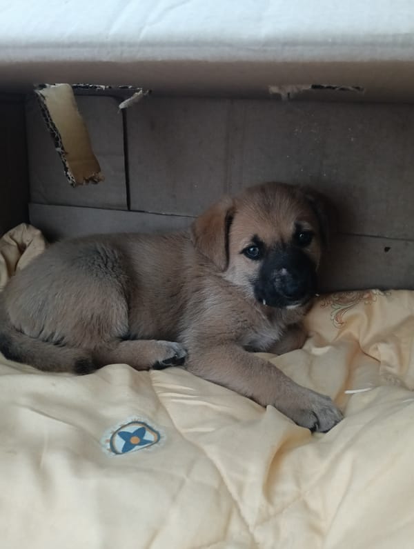 Puppies in a cardboard box, a caged dog, and Nairobi traffic