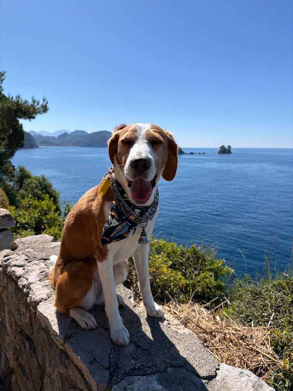 Dog in blue bandana spotted on Montenegro coastal ledge