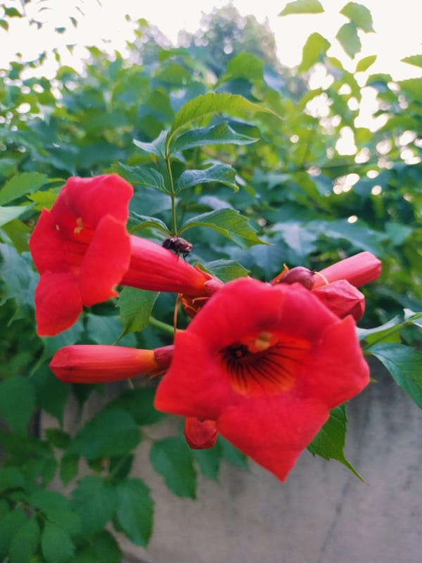 Evening stroll through Horishni Plavni: dogs, cats, and summer flora