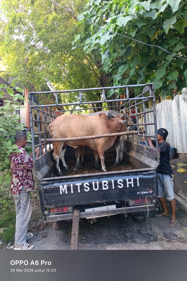 Rural livestock scenes documented across Lhokseumawe, Indonesia