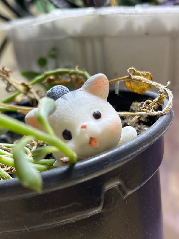 Domestic morning scenes with cats, cooking, and houseplants