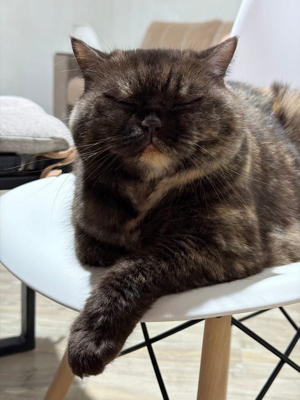 Akita dog and cat captured in domestic moments