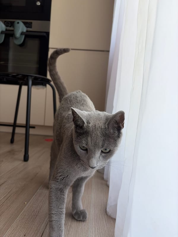 Grey cat stretches and crouches on wood floor near white curtains