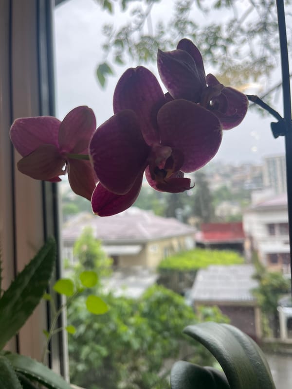 Domestic life glimpses captured during rainy morning in Sochi