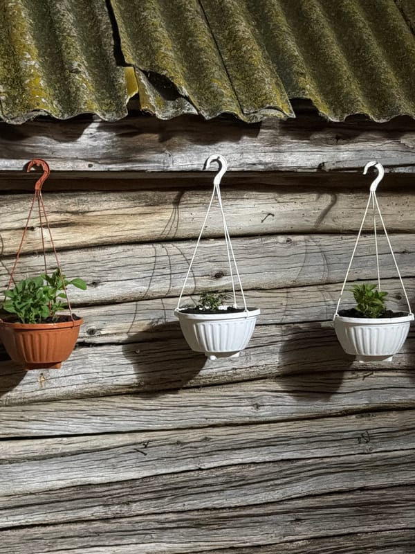 Evening garden photography session featuring flowers and plants