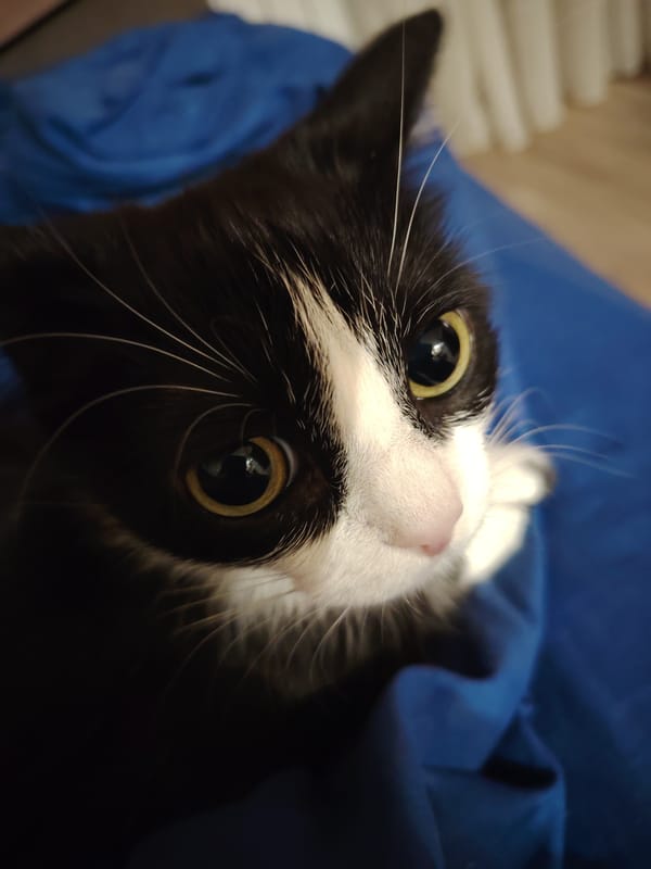 Tuxedo cat with yellow eyes spotted on blue surface