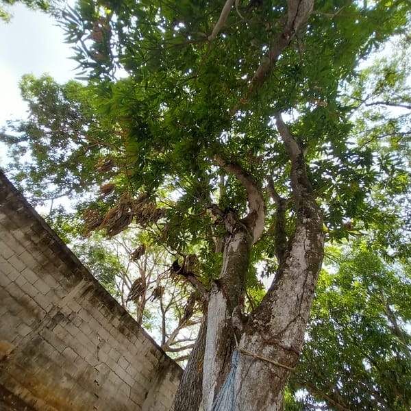 Tree with moss-covered branch photographed in Tinaquillo, Venezuela