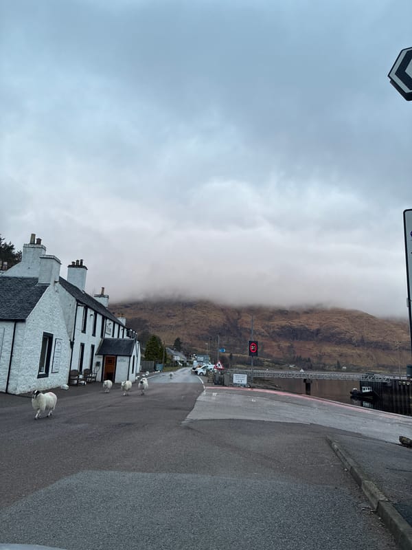 Sheep gather on road near Corran inn during overcast morning