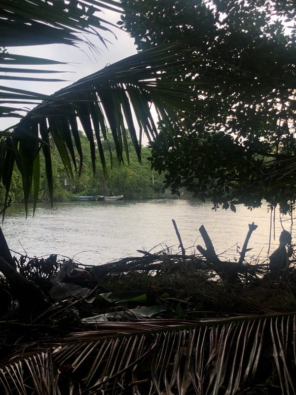 Rural scenes documented in Kathaluwa: water buffalo, boats, waterways