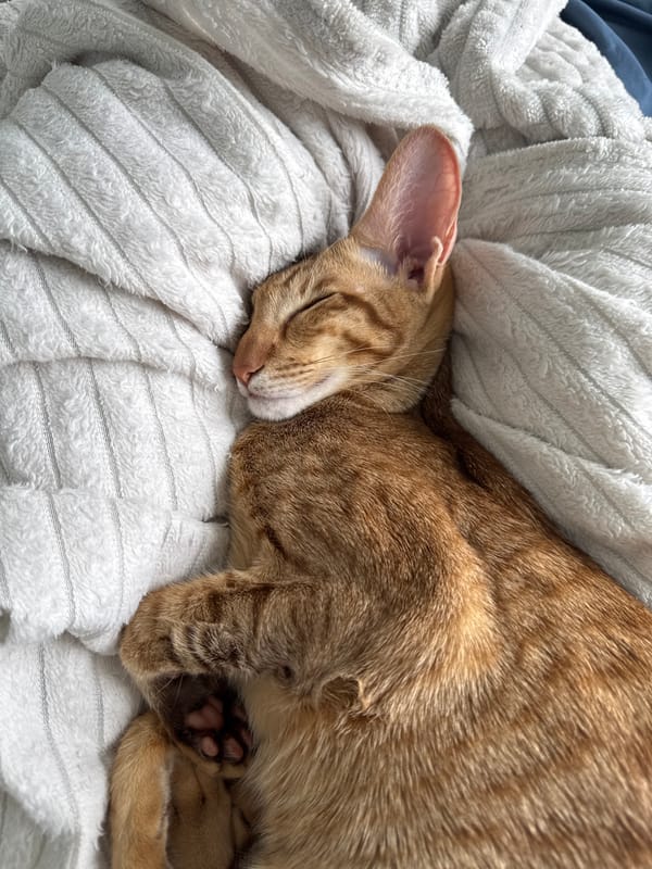 Cat sleeps peacefully on striped towel in Moscow