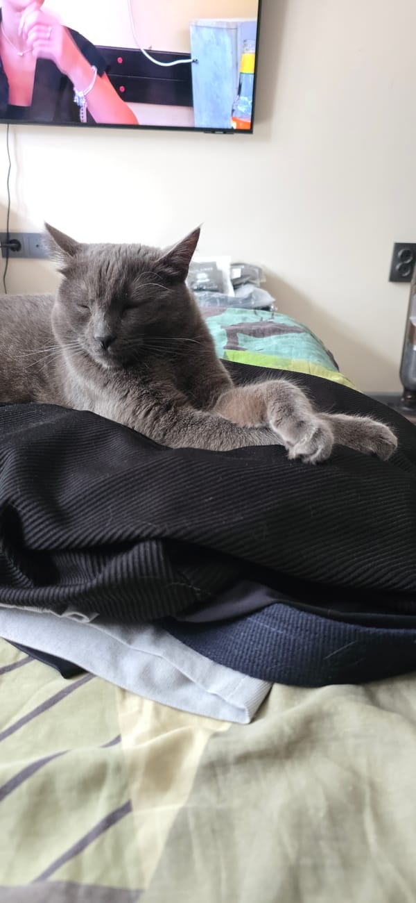 Gray cat rests indoors, gets petted on bed