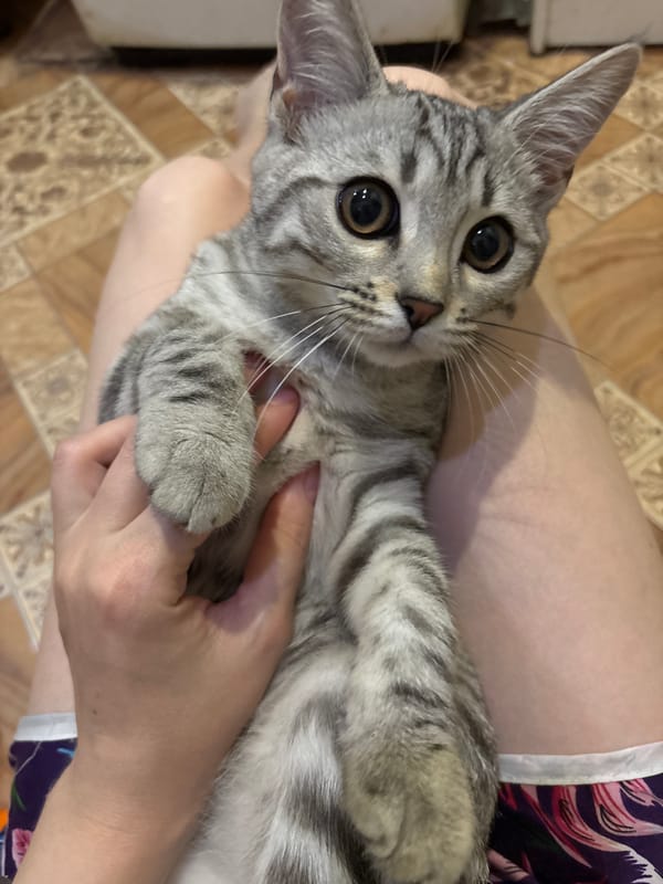 Striped gray cat looks straight into the camera, paws held
