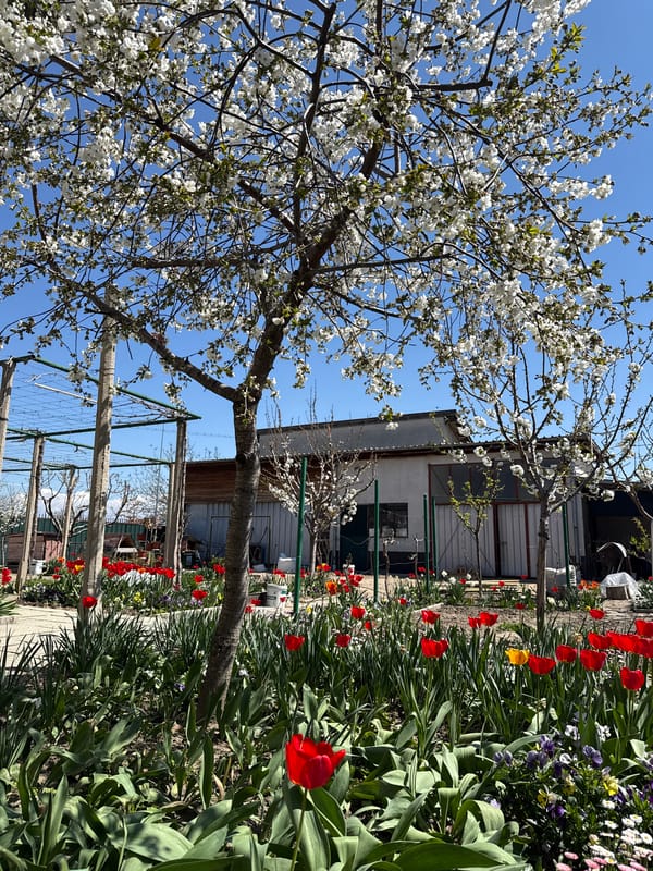 Spring blooms documented in Trud, Bulgaria garden scene