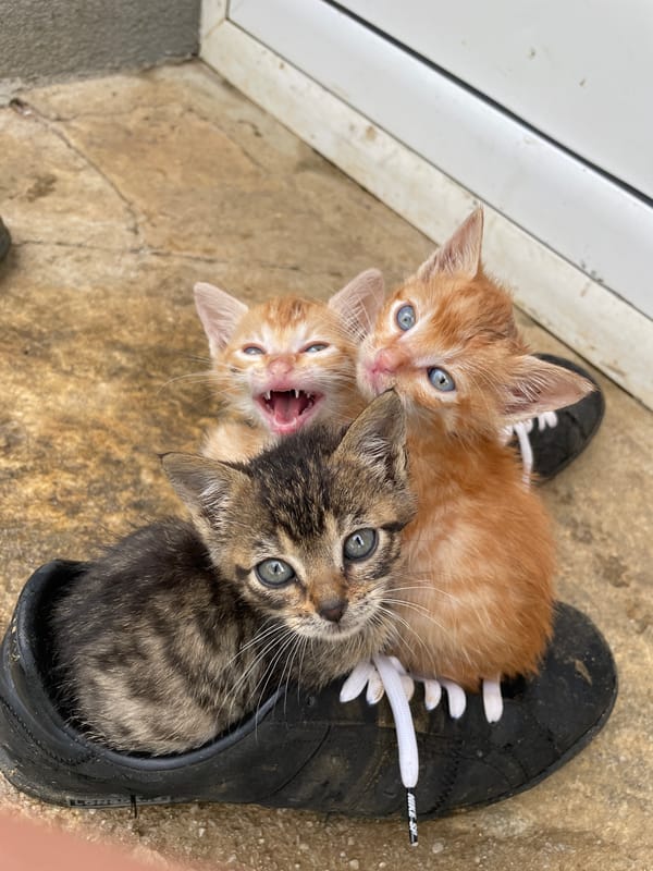 Kittens shelter in shoe, Zlatograd Bulgaria afternoon