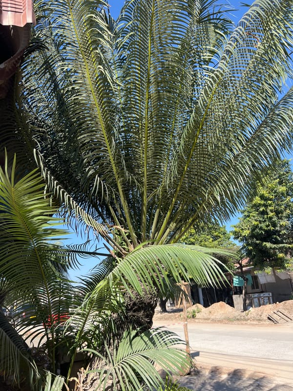 Trees and a thermos on a clear Dar es Salaam morning