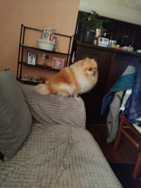 Pomeranian dog rests on floral pillow in Bulgarian home
