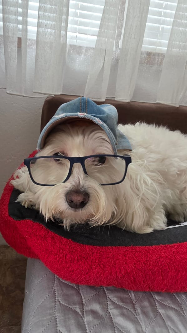 Small white dog photographed wearing blue cap in Blagoevgrad
