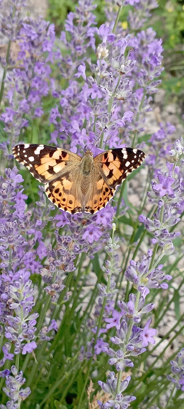 Butterflies on lavender and a cat at rest in Radisne