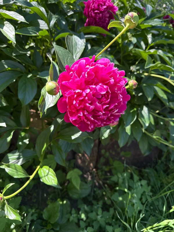Gray cat at home, with peonies and garden flowers nearby
