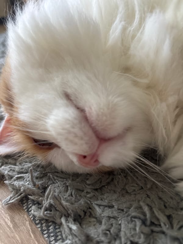Cat documented lounging indoors in Zheleznogorsk residence