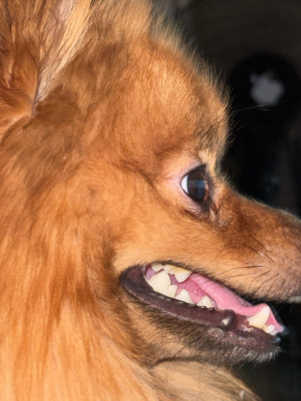 Brown dog documented in playful moments with owner in Khimki