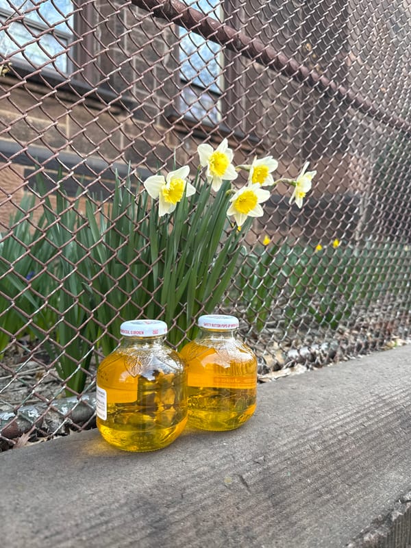 Spring blooms, street purchases, online viewing in NYC